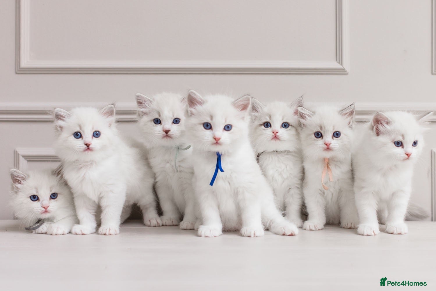 Ragdoll cats Best Bicolour Lynx Ragdoll kittens - Advert 1