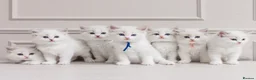 Ragdoll cats for sale: Best Ragdoll kittens - Advert 16