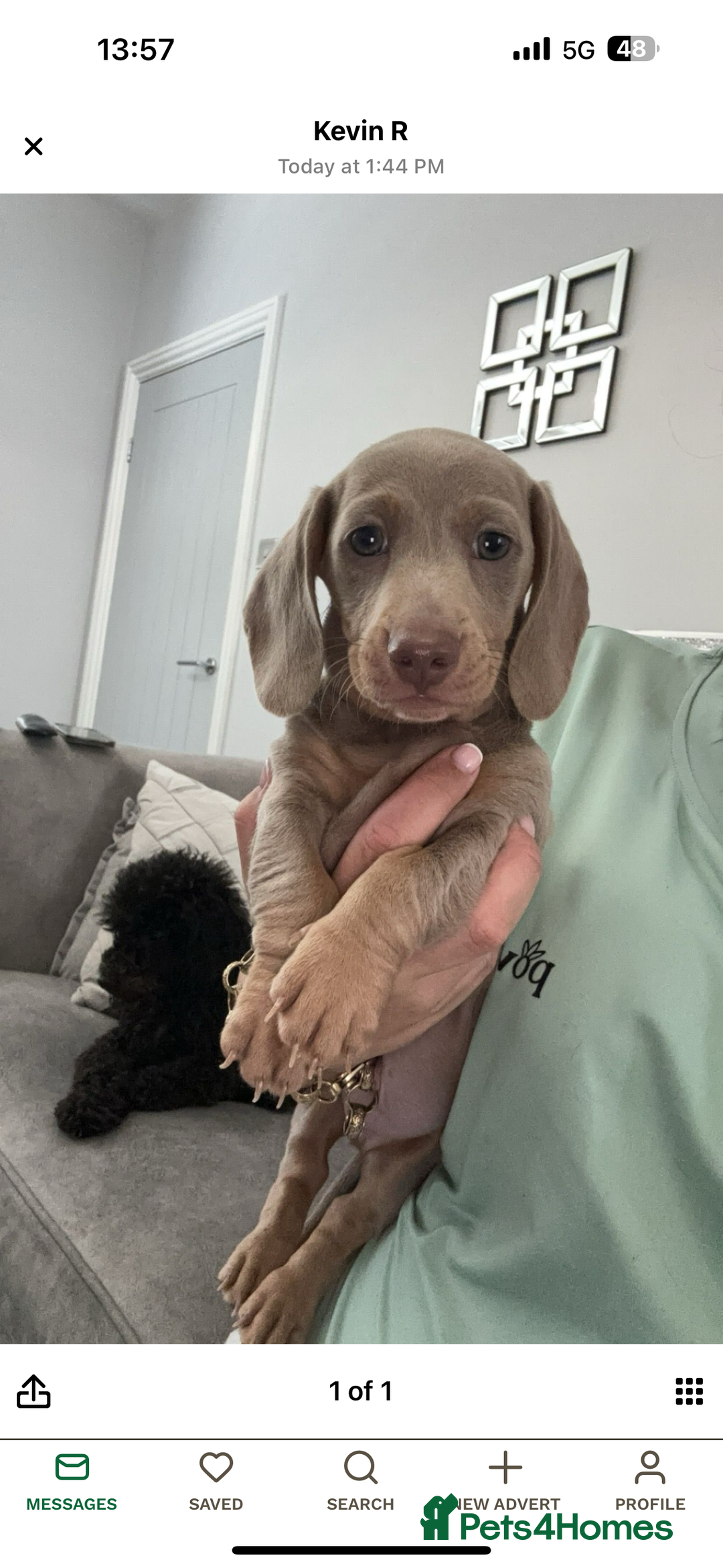 Miniature Dachshund dogs for stud: KC registered Isabelle & Tan  in Pontefract - Advert 9