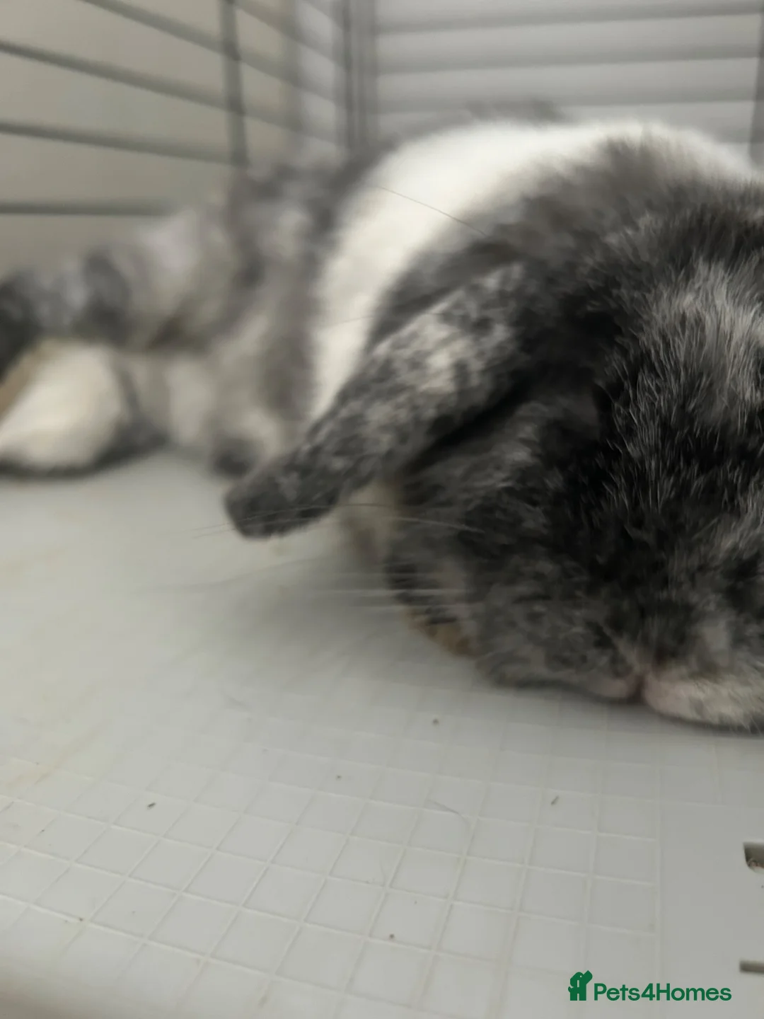 Mini Lop rabbits for sale: Eye catching magpie mini lop  in Ipswich - Advert 5