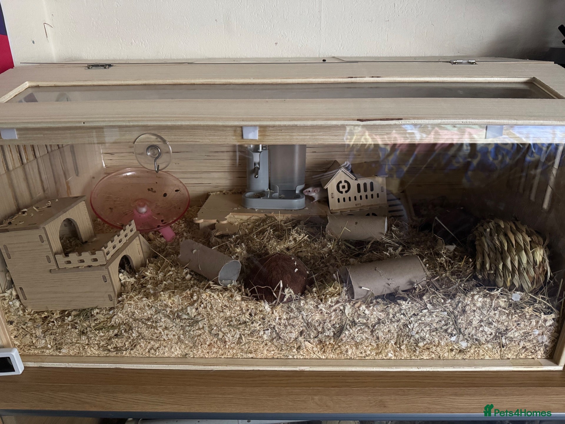 Mouse rodents 4 female mice & enclosure  - Advert 4