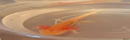 Axolotl reptiles for sale: Baby Axolotol’s  in Barnsley - Advert 5