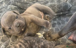 Mixed Breed dogs for sale: Staffy cross pugs  - Image 6