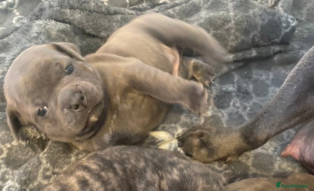 Mixed Breed dogs for sale: Staffy cross pugs  - Image 6