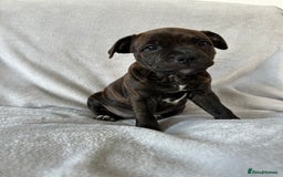 Staffordshire Bull Terrier dogs for sale: 🩷Last 1 remaining beautiful Staffy Brindle Girl🩷 - Image 2