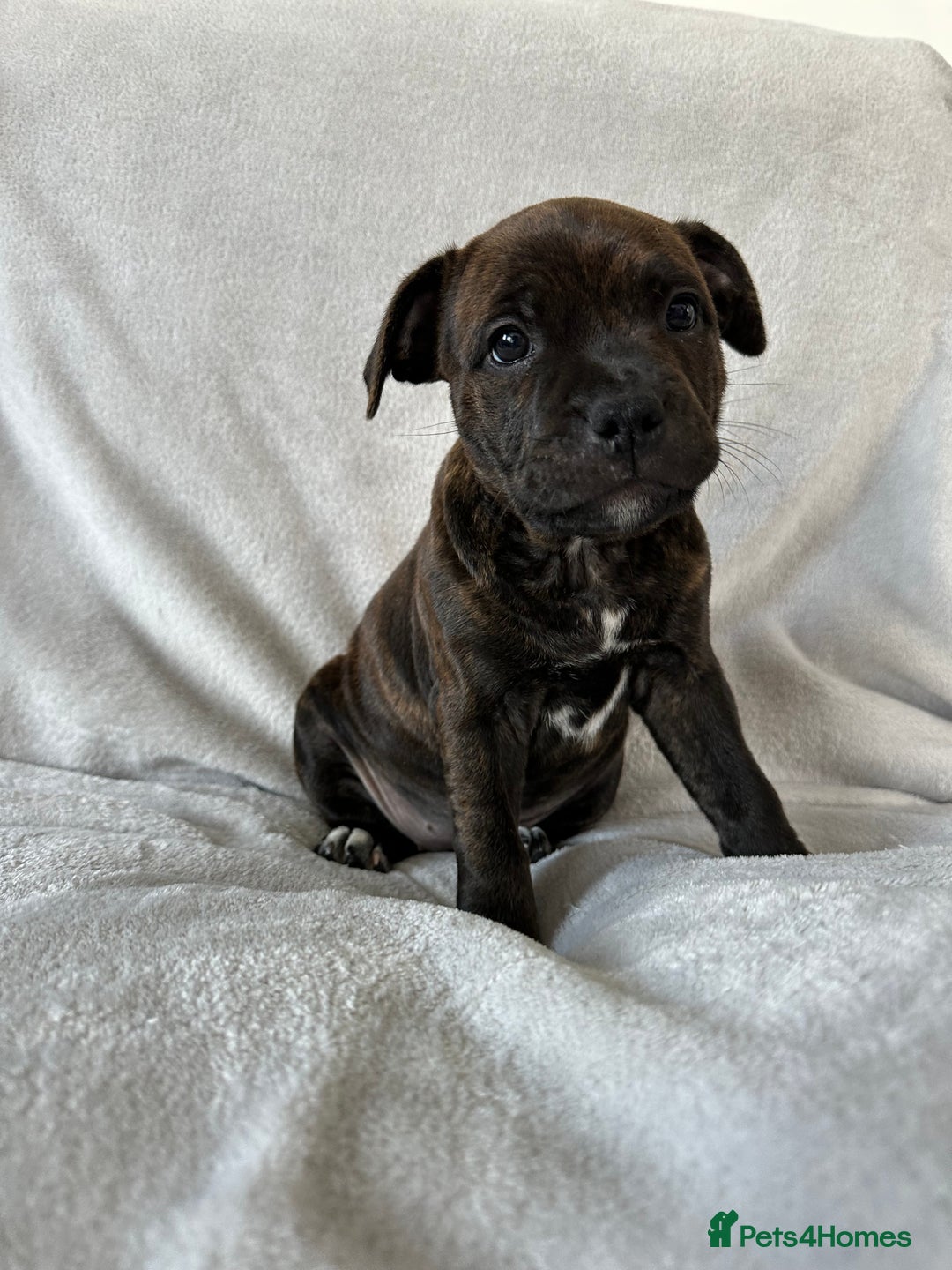 Staffordshire Bull Terrier dogs for sale: 🩷Last 1 remaining beautiful Staffy Brindle Girl🩷 - Image 2
