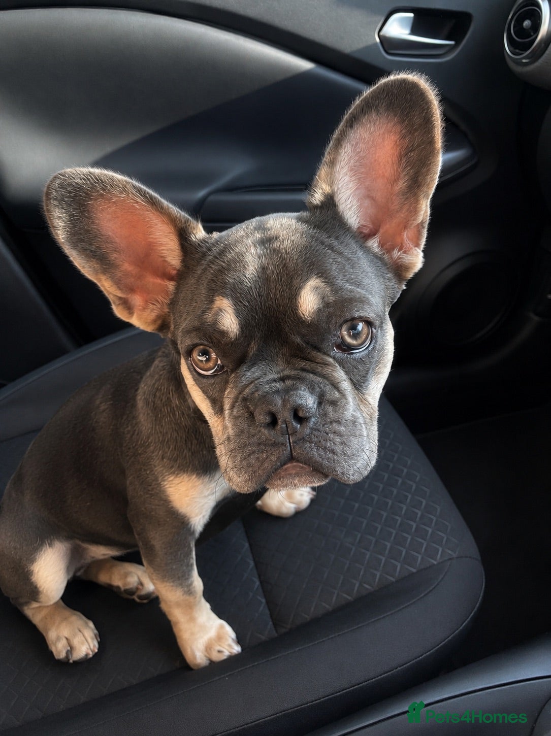 French Bulldog dogs 6 month french bulldog female  - Advert 1