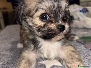 Mixed Breed dogs Fluffy teddy bear Malchi - Advert 3