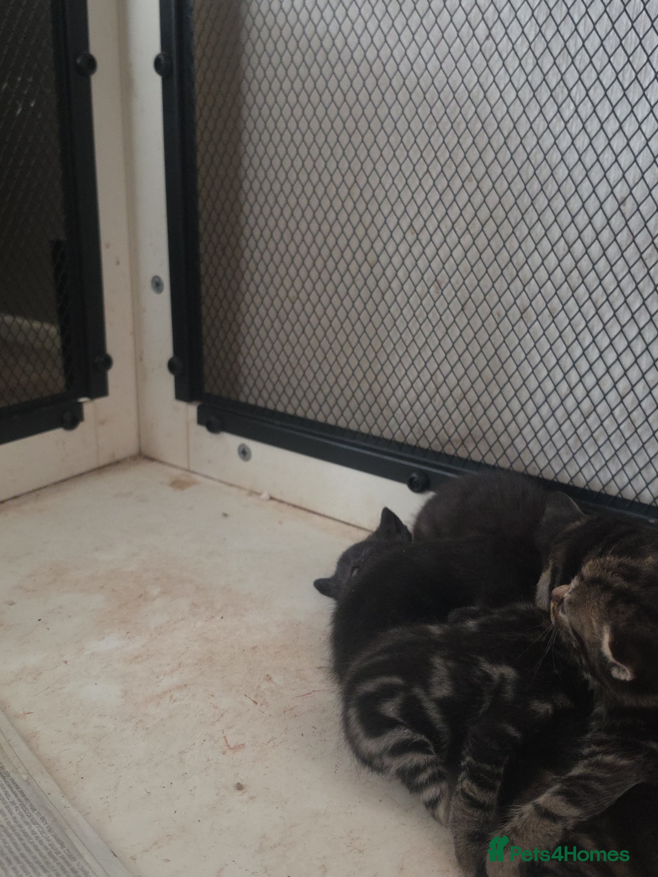Mixed Breed cats for sale: Litter of kittens  - Advert 2