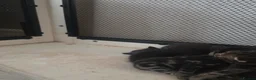 Mixed Breed cats for sale: Litter of kittens  - Advert 2