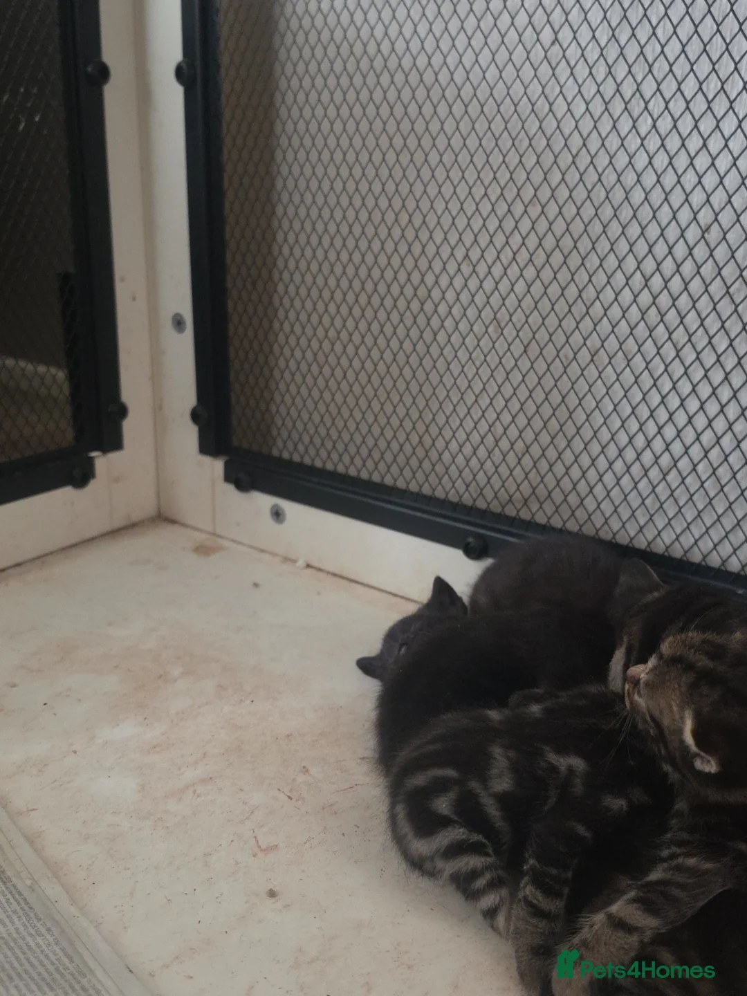 Mixed Breed cats for sale: Litter of kittens  - Advert 2