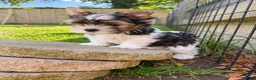 Biewer Terrier dogs for sale: Beautiful Biewer Terrier Puppies – Ready Soon ❤️ - Advert 10