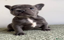 French Bulldog dogs for sale: Gorgeous litter of 4 blue French bulldogs - Advert 10