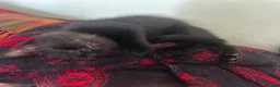 Mixed Breed cats for sale: Kittens in Keston - Advert 7