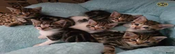 Mixed Breed cats for sale: Three beautiful kittens for sale  - Advert 1