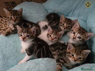 Mixed Breed cats Kitten 1 (Denis) - Advert 1