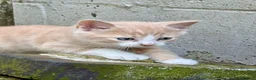 Mixed Breed cats for sale: Gorgeous kittens - Advert 20