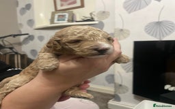 Cockapoo dogs for sale: F1b cockapoo puppies ready now - Advert 29