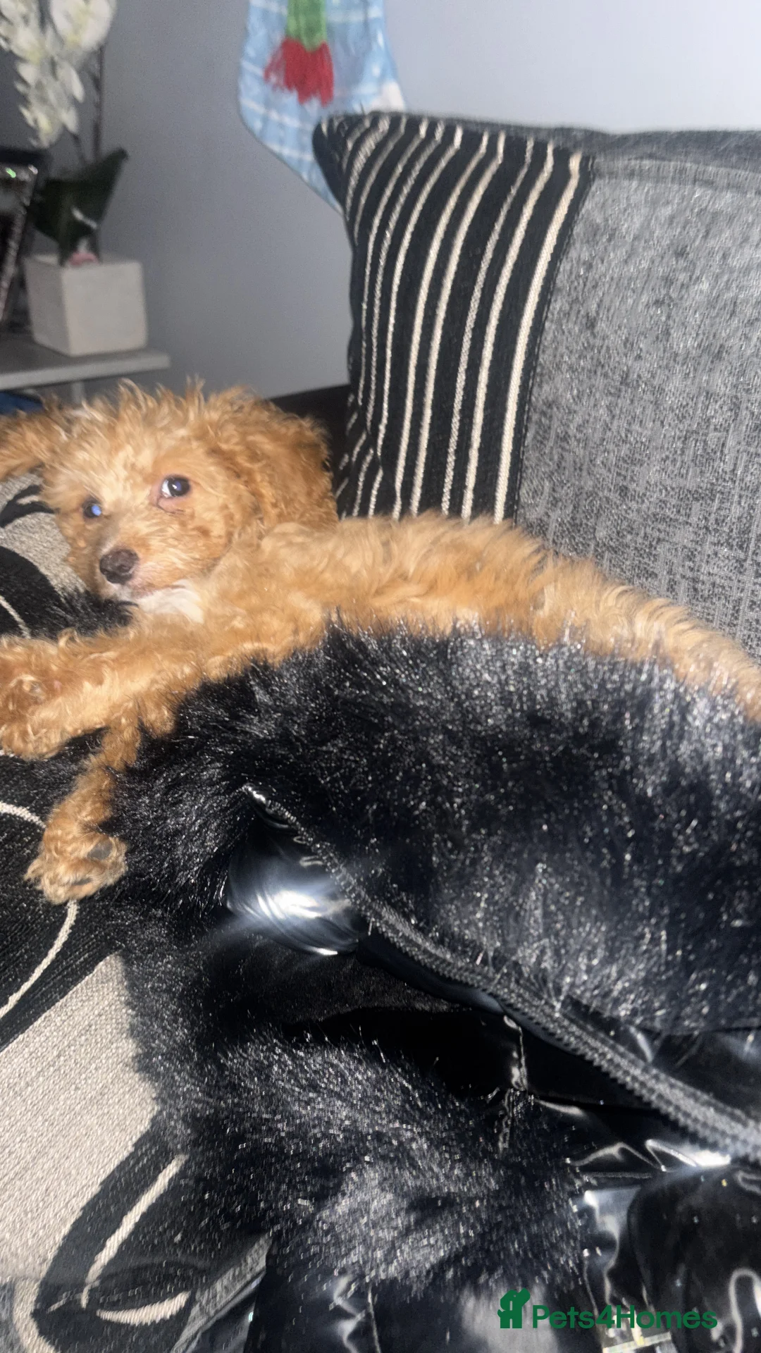 Cockapoo dogs for sale: mini cockapoo girl  - Advert 3