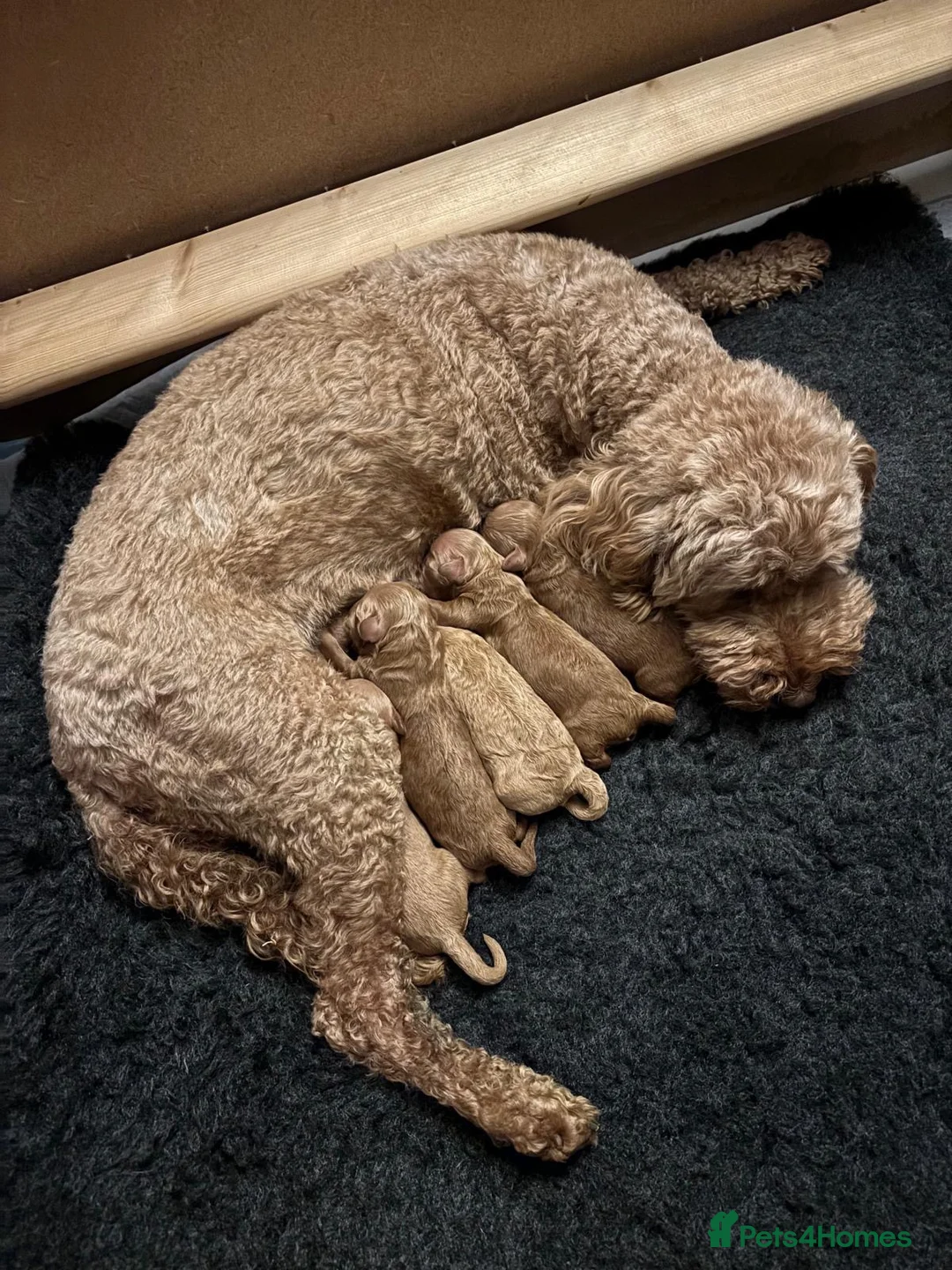 Miniature Poodle dogs for sale:  🐾 KC Registered Miniature Poodles-Red&Apricot 🐾 - Advert 2