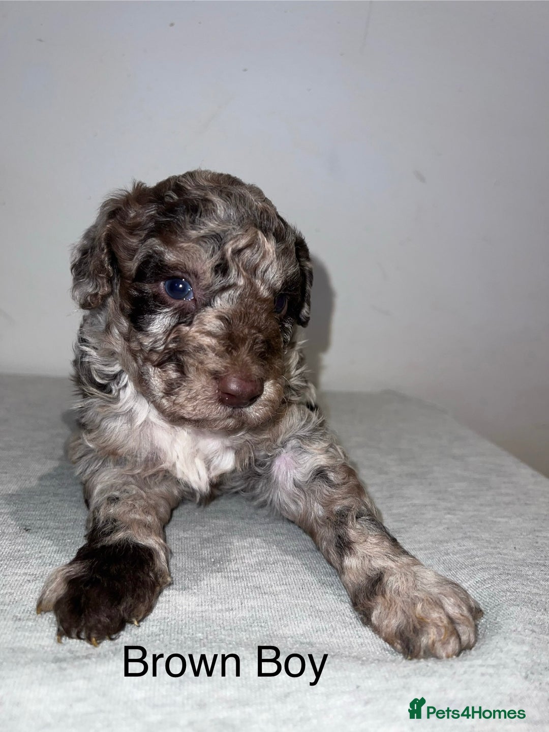 Mixed Breed dogs for sale: Cadoodle Puppies for sale - Advert 1