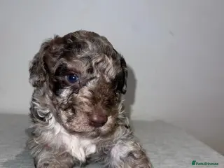Mixed Breed dogs Cadoodle Puppies for sale - Advert 1