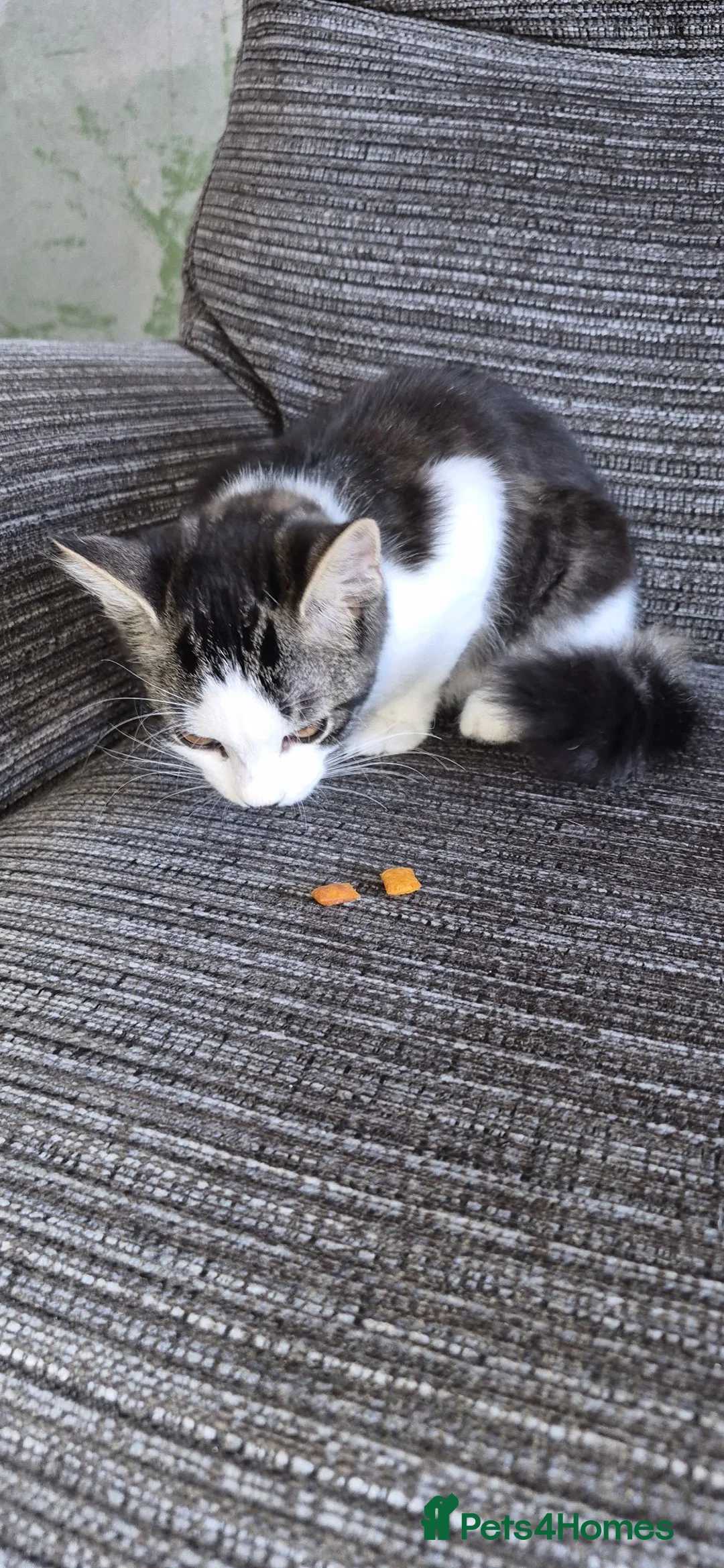 Mixed Breed cats for sale: Female kitten - Advert 14