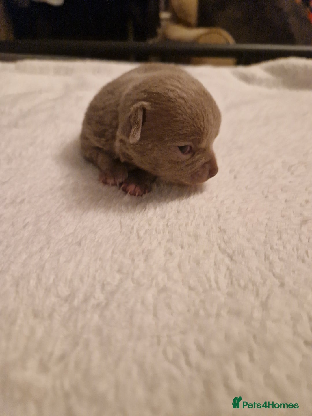 Chihuahua dogs for sale: Female Puppies  - Image 5