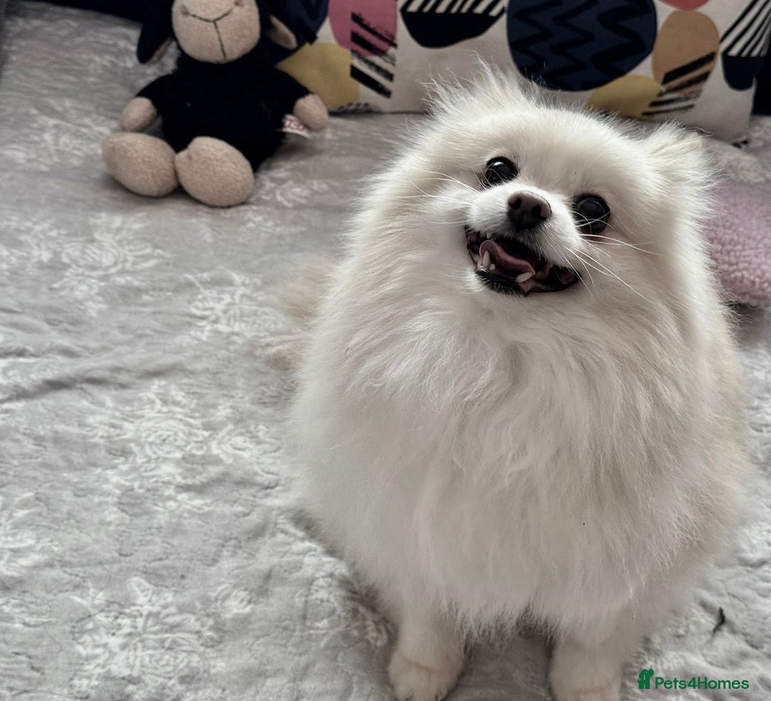 Pomeranian dogs for adoption: Sarah’s Story: From Misery to Hope - Image 3