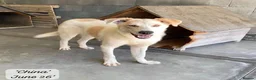 Mixed Breed dogs for adoption: China. 6 months approx. Available for adoption. in Brixham - Advert 4