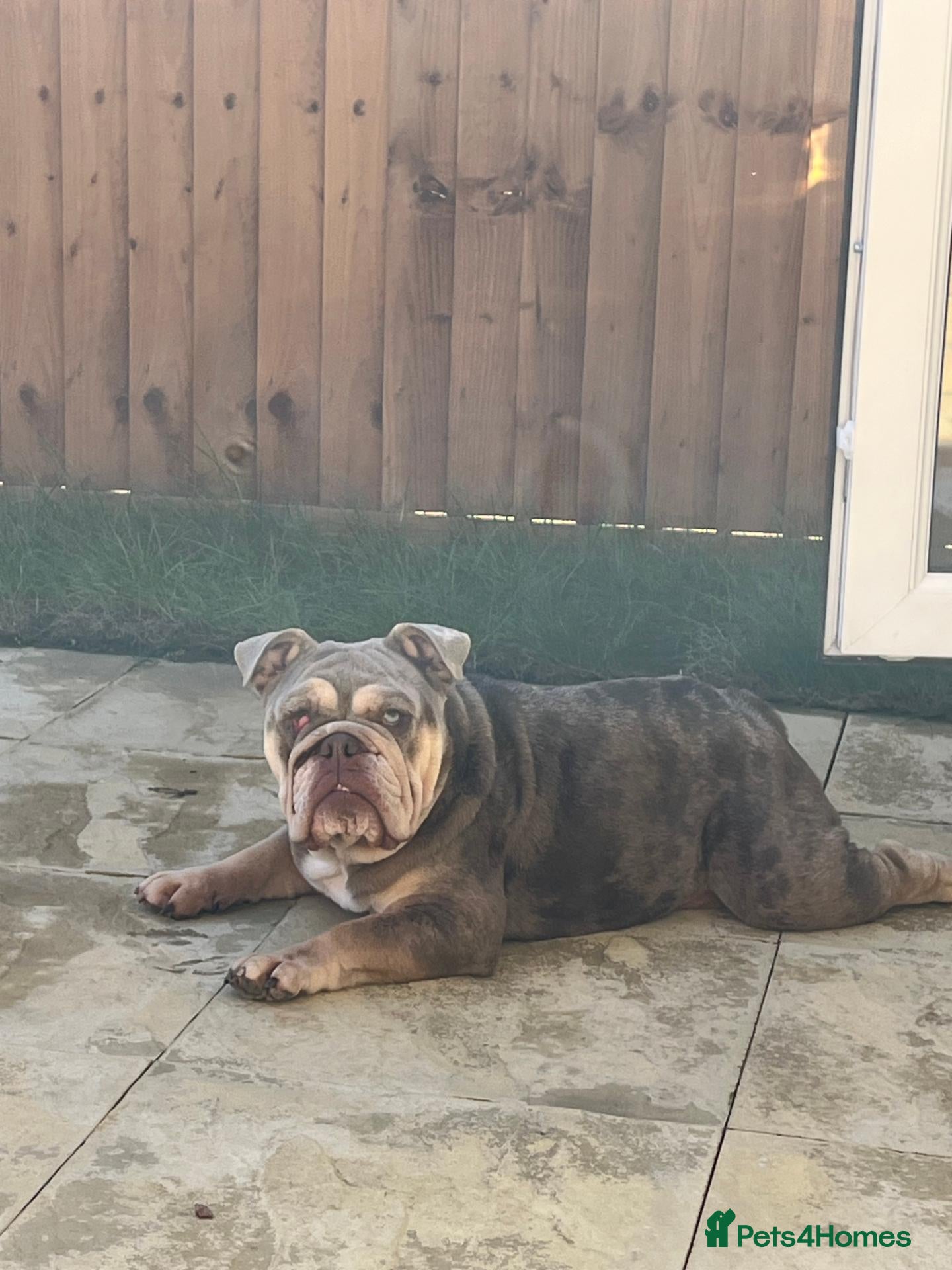 English Bulldog dogs for sale: Bonnie-British bulldog for sale - Advert 4