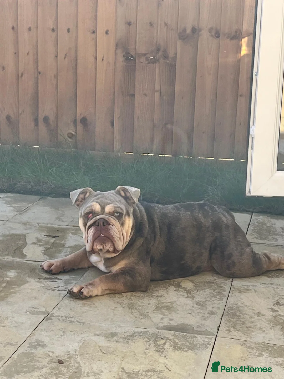 English Bulldog dogs for sale: Bonnie-British bulldog for sale in Cambridge - Advert 1