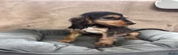 Cocker Spaniel dogs for sale: Adorable little show cocker spaniel pups  - Advert 15