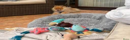 Pomeranian dogs for sale: Mr twix - Advert 5