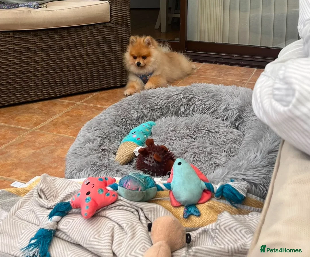 Pomeranian dogs for sale: Mr twix - Advert 5