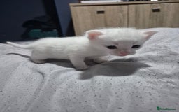 British Shorthair cats for sale: White male kitten  - Image 1