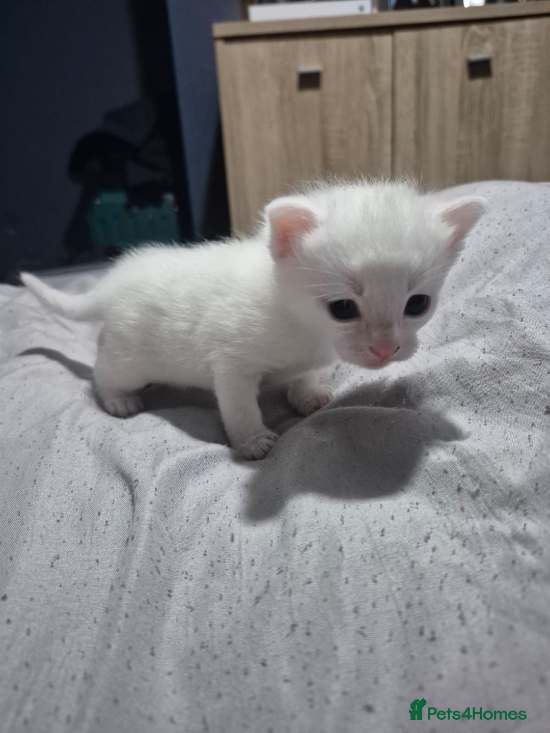 British Shorthair cats for sale: White male kitten  - Image 1
