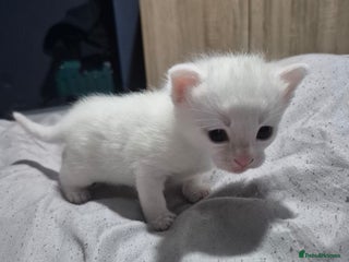 British Shorthair cats - Advert 8