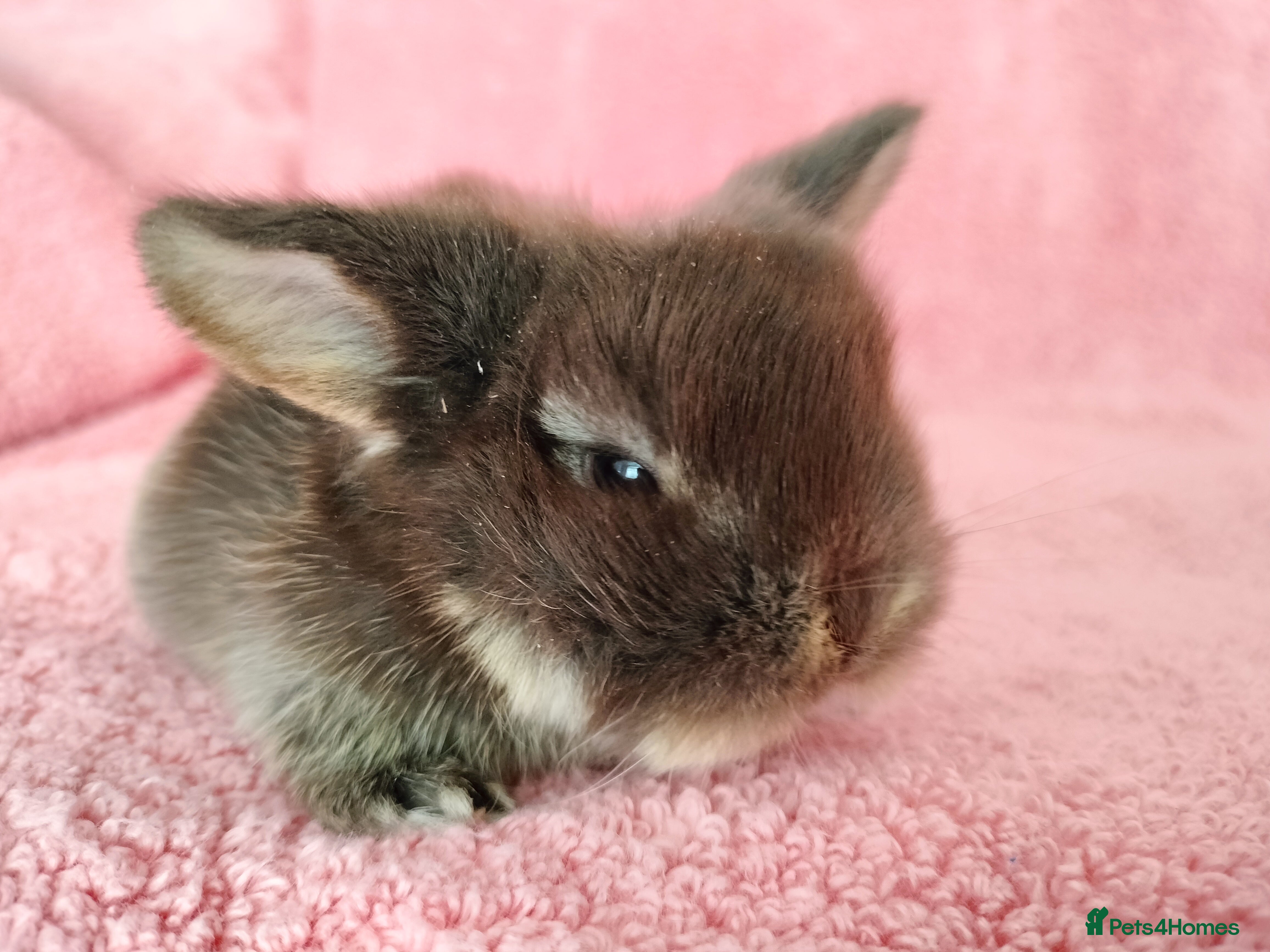 Mini Lop rabbits Baby mini lops for sale  - Advert 10