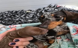 Miniature Dachshund dogs for sale: Galaxy Chocolate: Your Sweetest Adventure Awaits! - Image 24