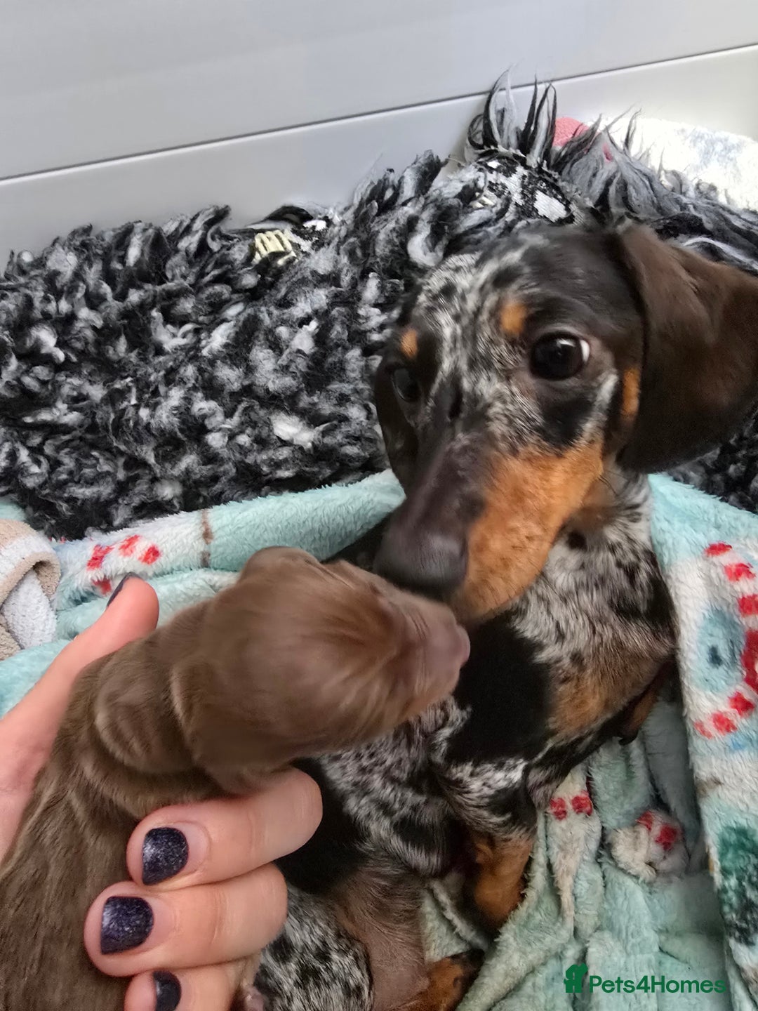 Miniature Dachshund dogs for sale: Galaxy Chocolate: Your Sweetest Adventure Awaits! - Image 24