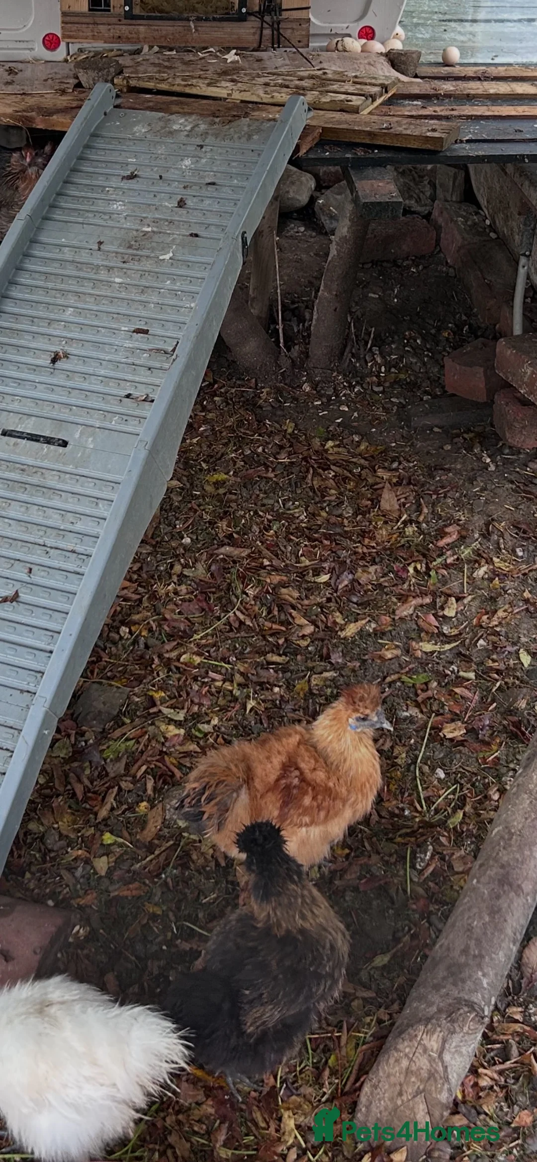 Chickens poultry for sale: Pekins and silkies and polish bantams  - Advert 1