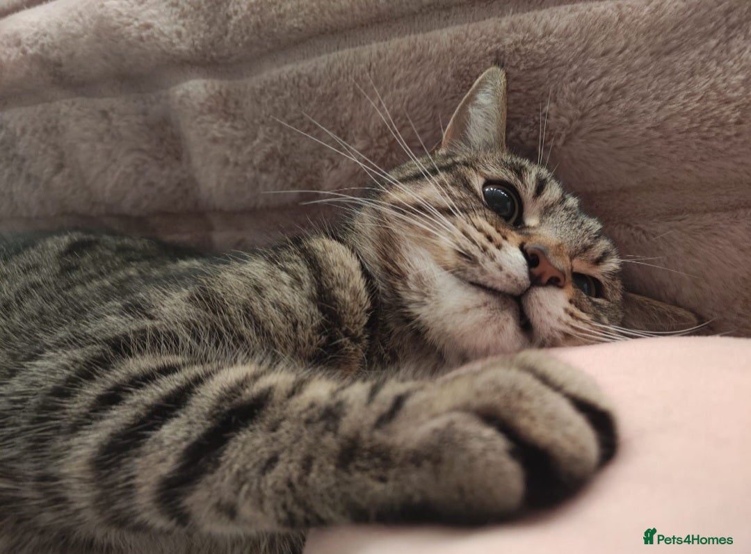 Domestic Shorthair cats 🐱 Milo is Looking for His Forever Home 🐱 - Advert 5
