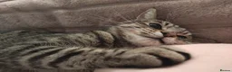 Domestic Shorthair cats for sale: 🐱 Milo is Looking for His Forever Home 🐱 - Advert 1