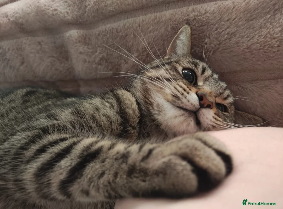 Domestic Shorthair cats for sale: 🐱 Milo is Looking for His Forever Home 🐱 - Advert 1