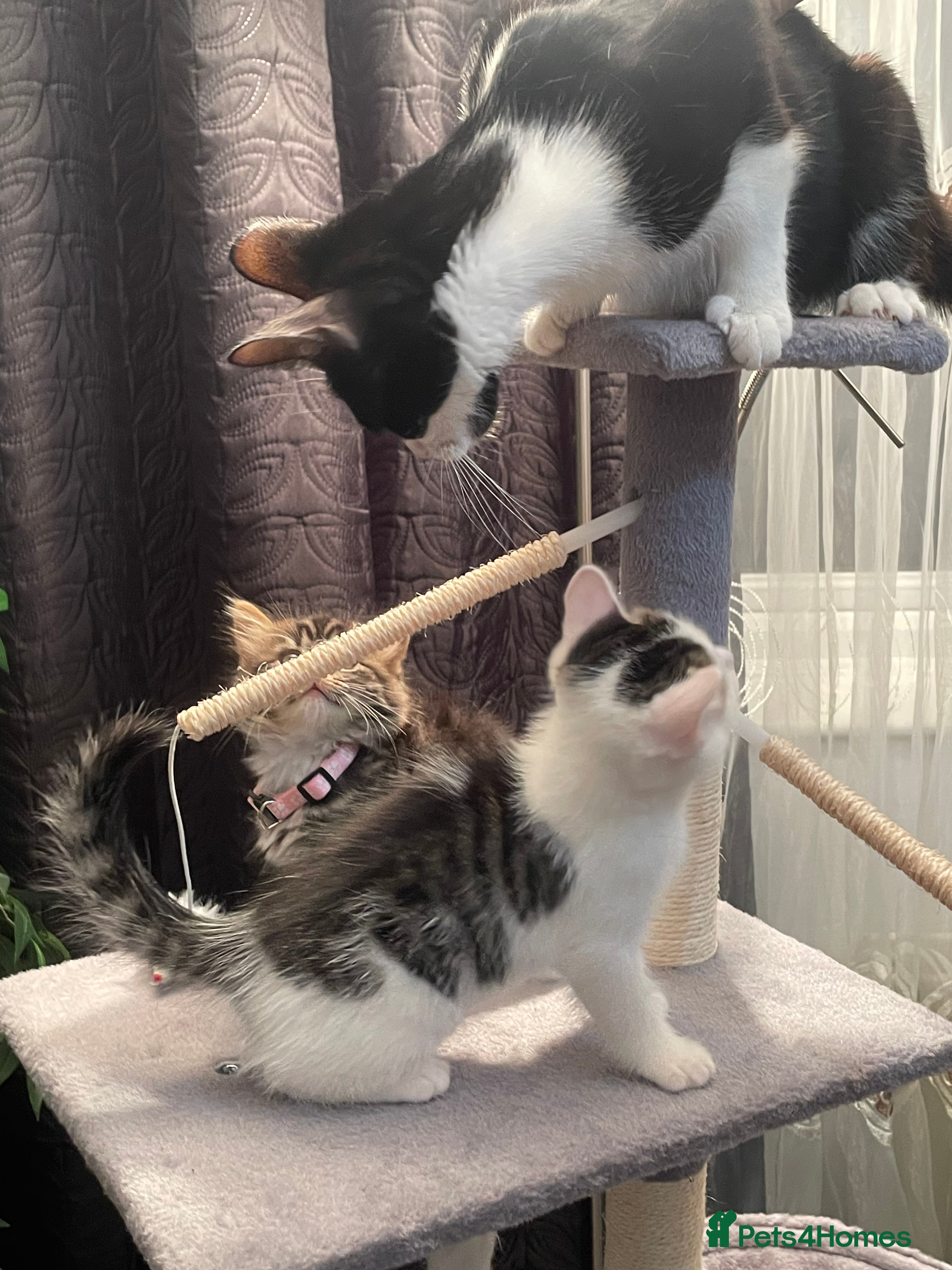 Mixed Breed cats 3 Kittens Looking For A Loving Home - Advert 2