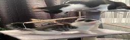 Mixed Breed cats for sale: 3 Kittens Looking For A Loving Home - Advert 1