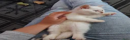 British Shorthair cats for sale: Bradford 4 british shorthair kittens ready  - Advert 11