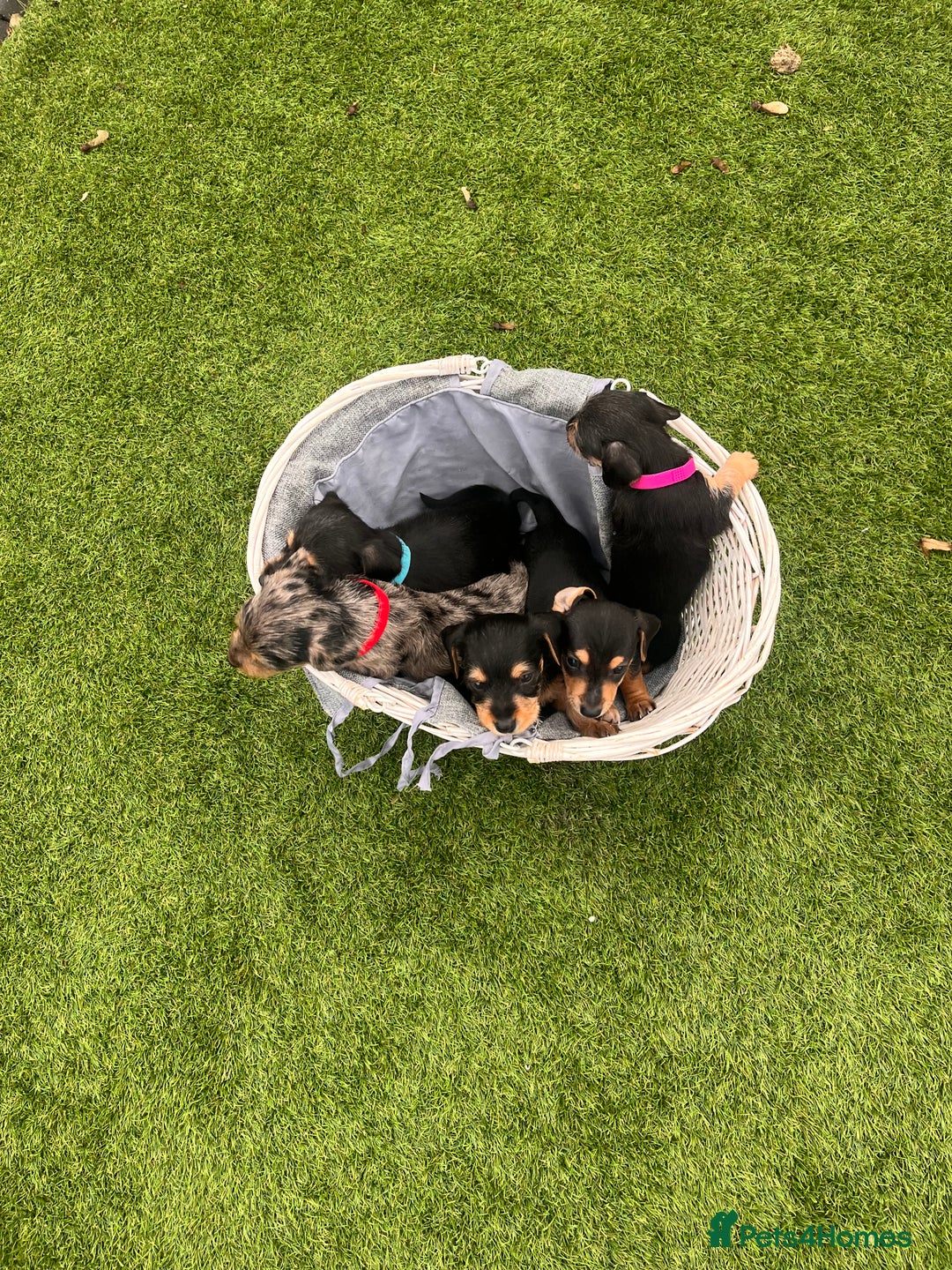 Mixed Breed dogs for sale: 5 beautiful jackshund puppies for sale - Advert 5