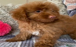 Cockapoo dogs for sale: Stunning fox red cockapoo puppies PRA clear  - Image 22